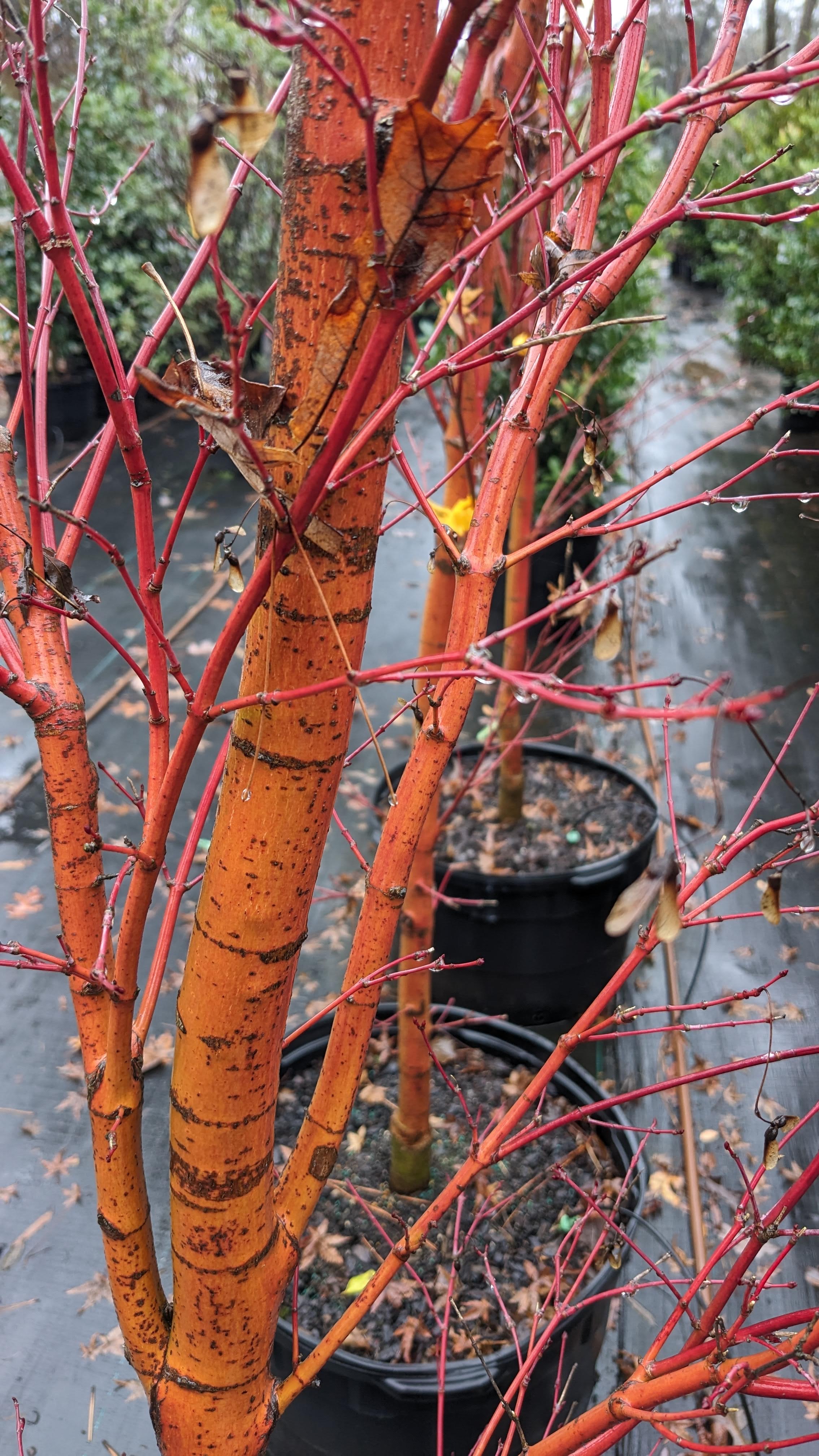 Visit Pine Lake Nursery