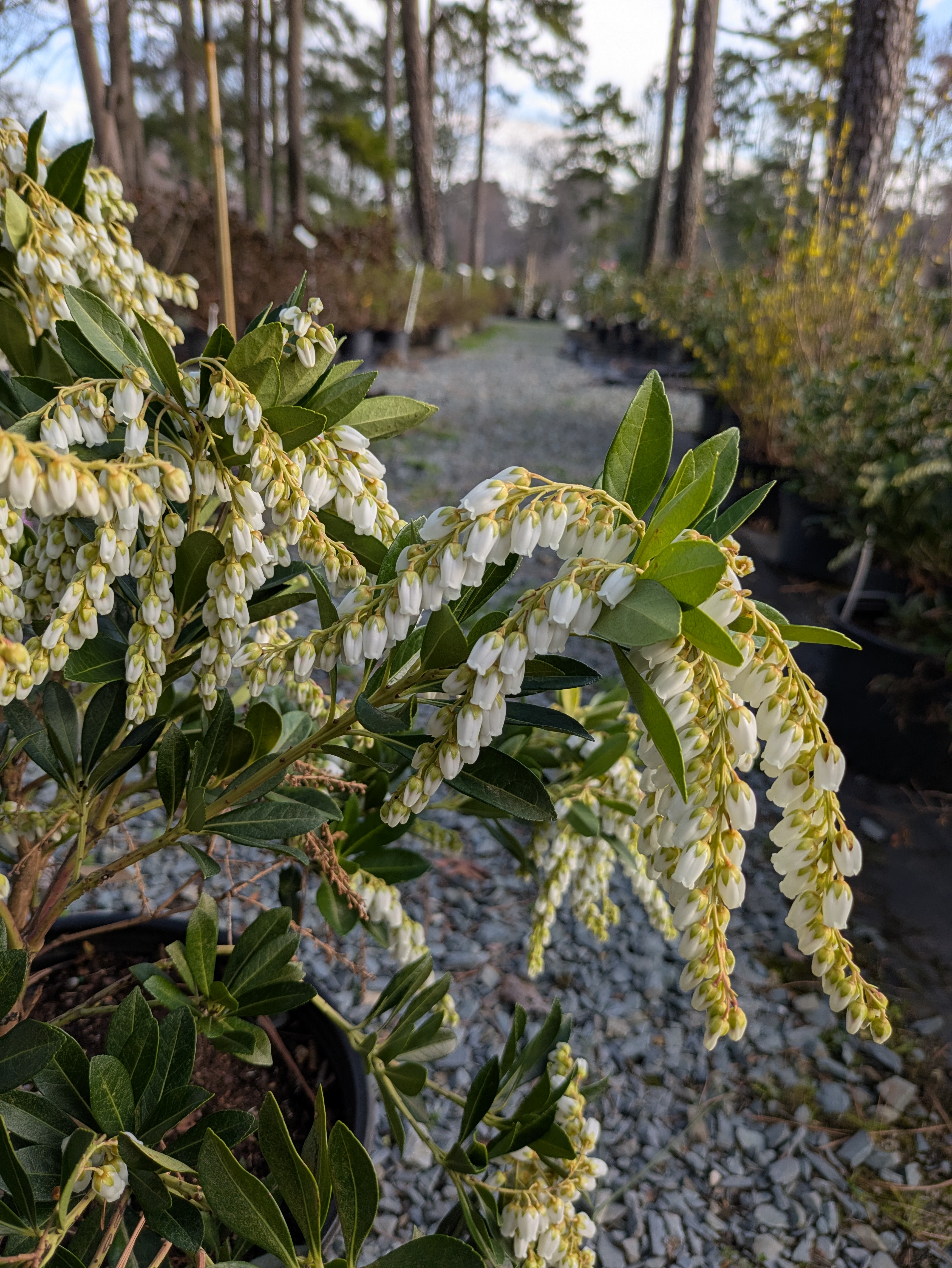 Beautiful plants at the nursery