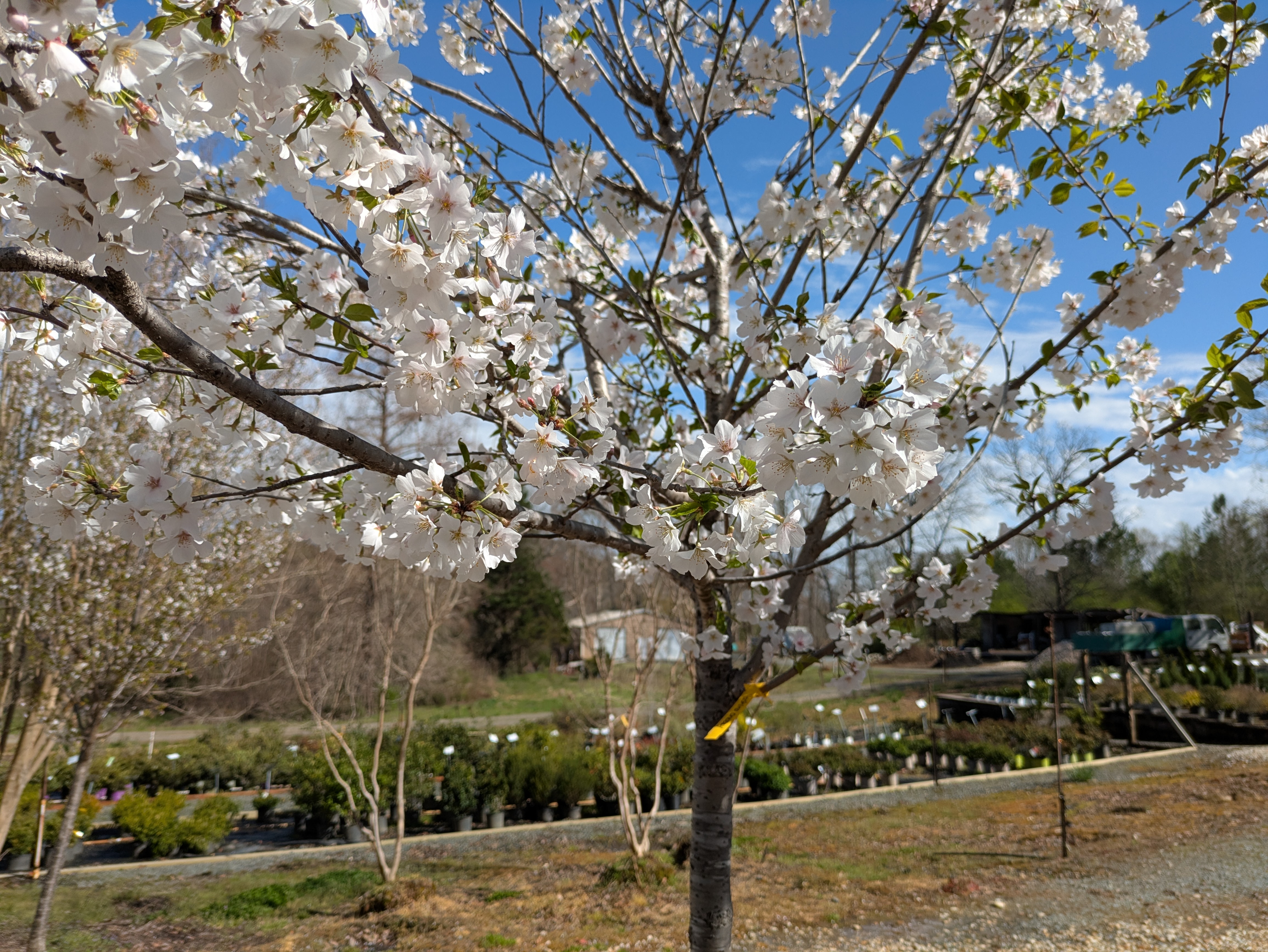 Landscaping services