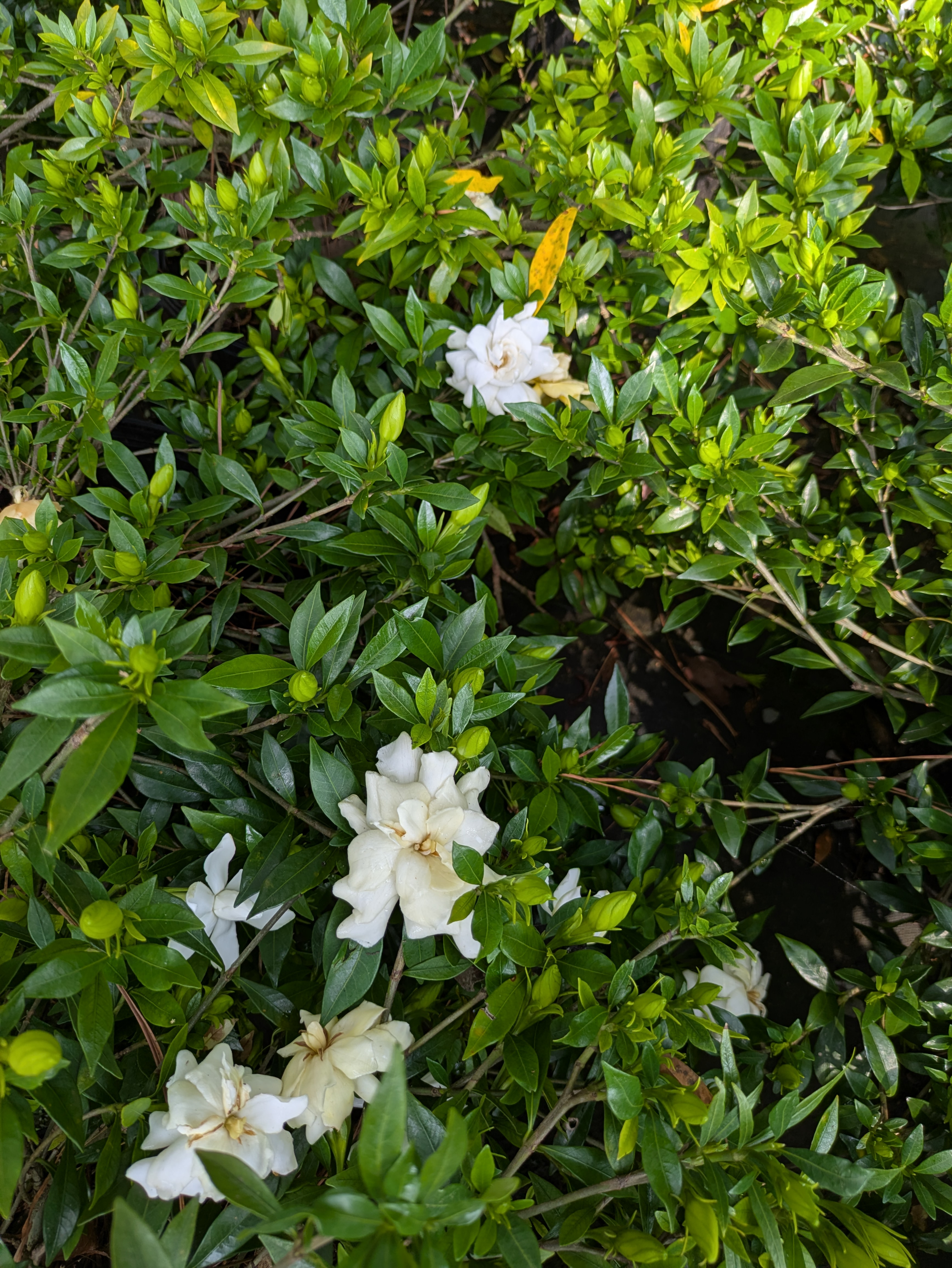 Lush plants at Pine Lake Nursery